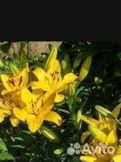 Цветы лилии