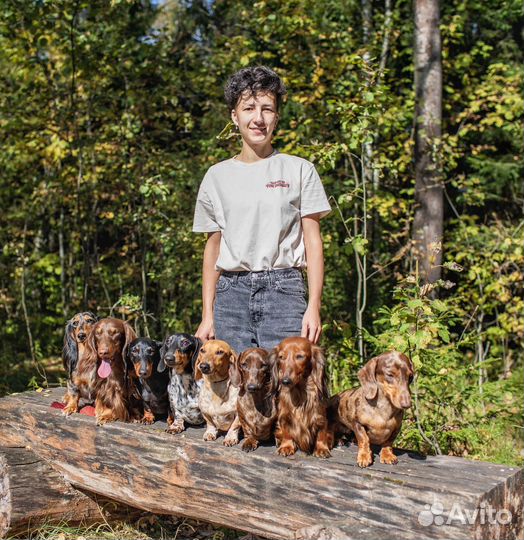 Передержка собак у кинолога