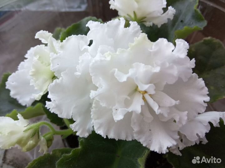 Сортовые фиалки, махровая глоксиния