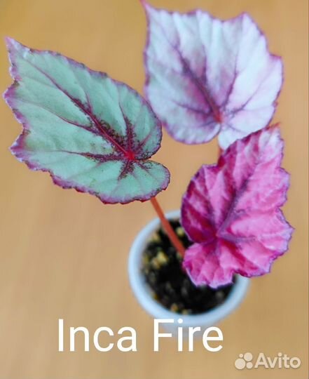 Бегонии зарубежной селекции, часть 1