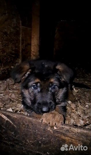 Щенки немецкой овчарки