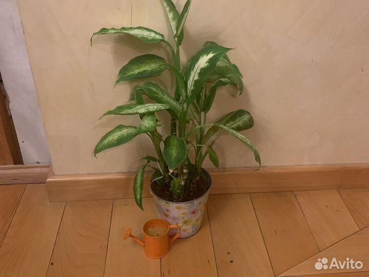 Диффенбахия