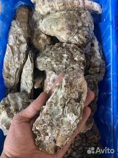 Устрицы 