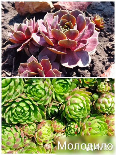 Почвопокровные растения: флокс, седум