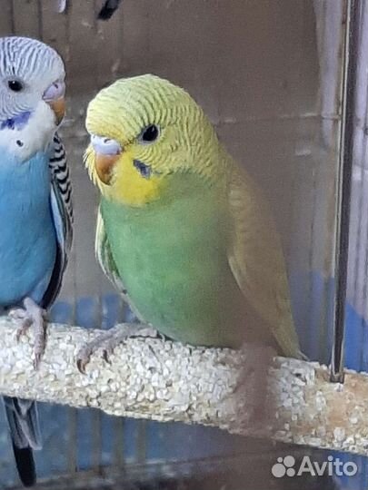 Волнистый попугай