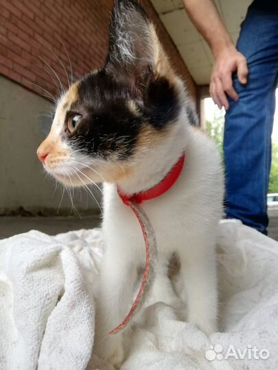Котята ищут дом