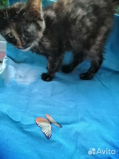 Котенок бесплатно