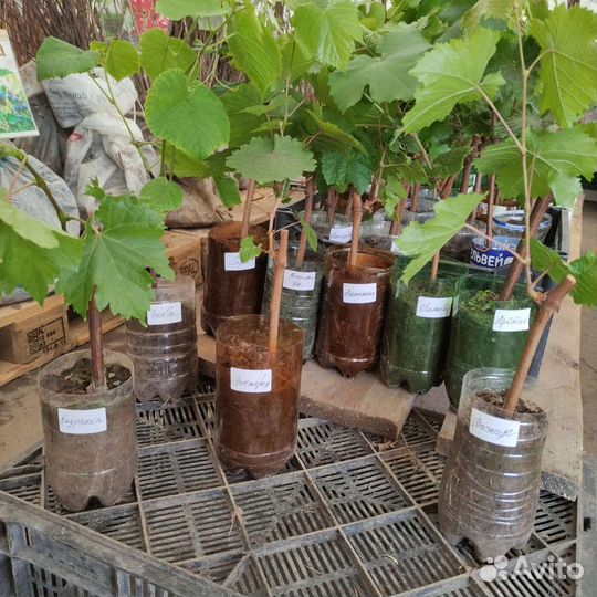 Саженцы Винограда с закрытой корневой системой