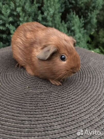 Морские свинки девочки