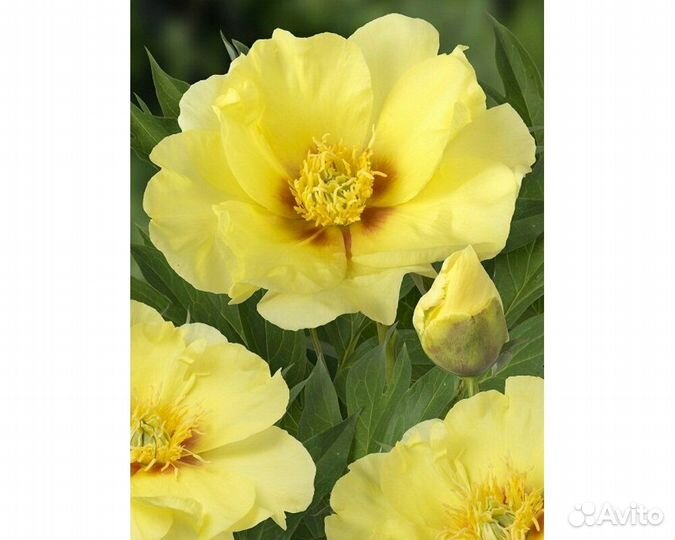 Пион-ито Going Bananas