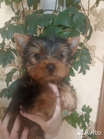 Мини малыши