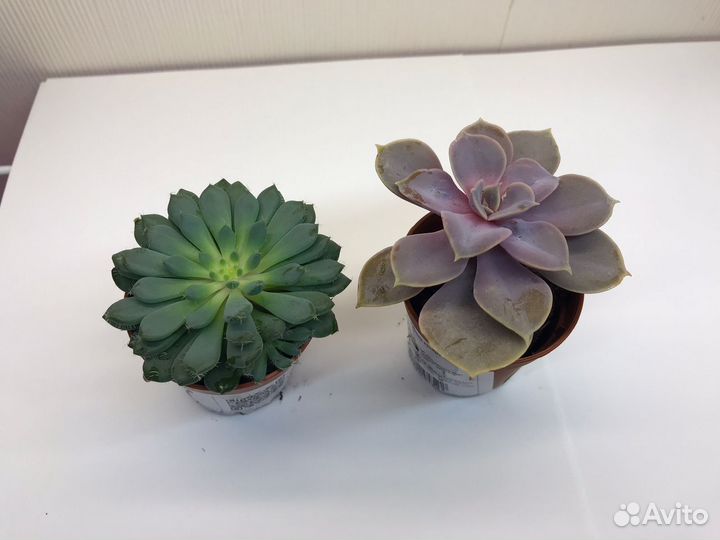 Суккуленты