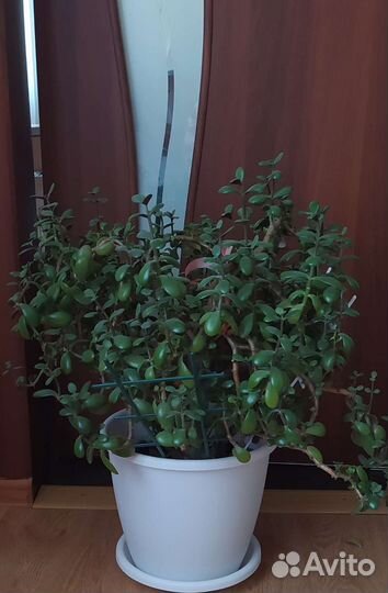 Комнатные цветы