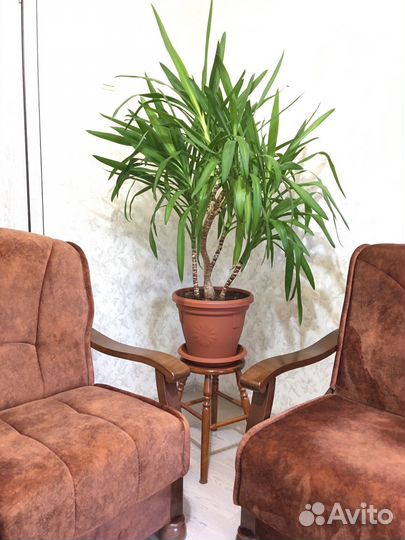 Пальма Юкка