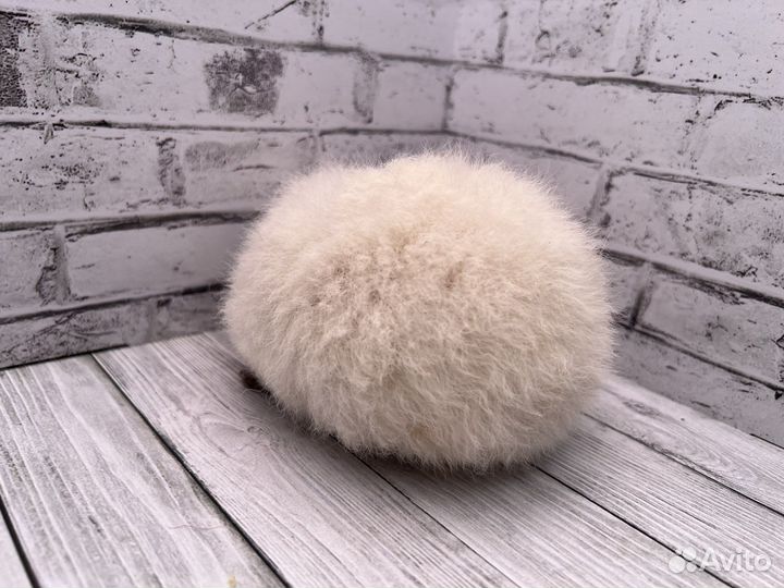 Морская свинка тедди Калифорния, мальчик