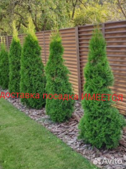 Туя смарагд и коломна