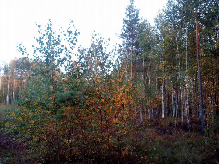 Участок 10,5 сот. (ИЖС)