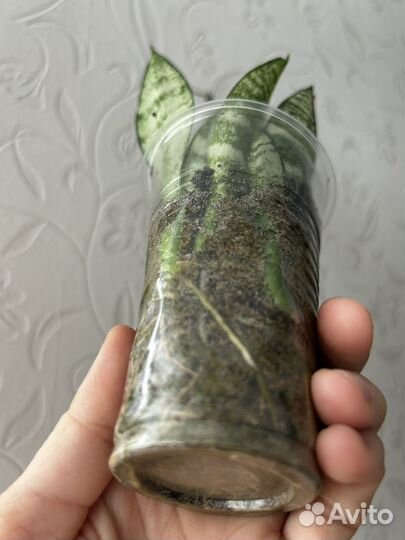 Сансевиерия детки щучий хвост