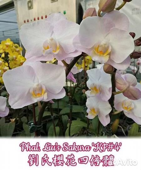 Орхидея фаленопсис