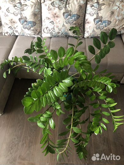 Замиокулькас (долларовое дерево)