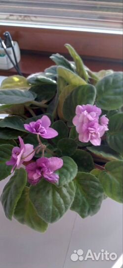 Фиалка в горшках