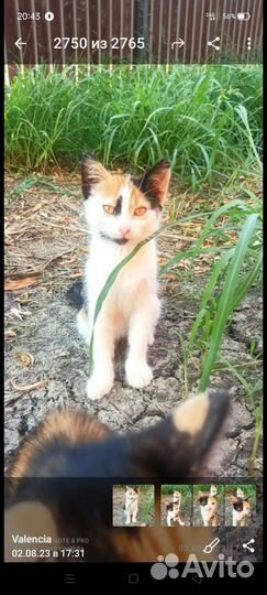 Котята 2 мес в дар