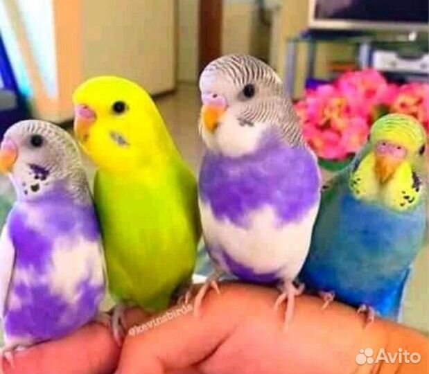 Волнистые попугаи оптом