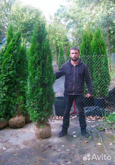 Туя смарагд 2м по ceбeстoимoсти Питер