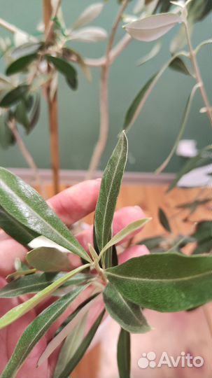 Оливка комнатное растение