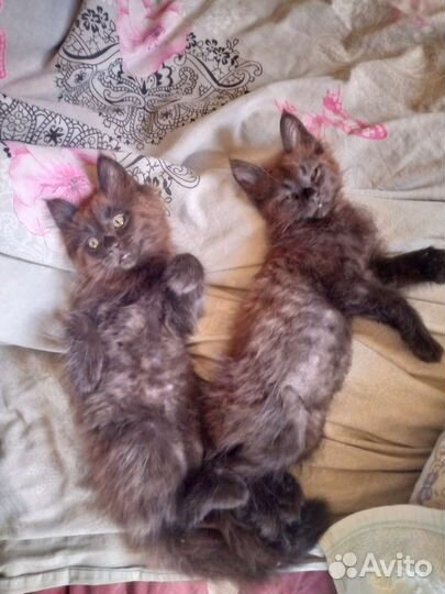 Мейн-кун котики