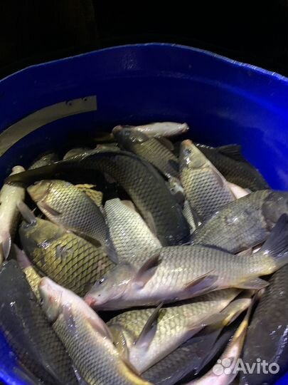 Платная рыбалка