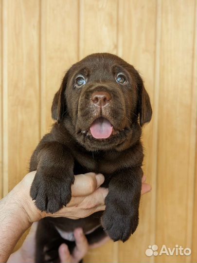 Шоколадный лабрадор, щенки из питомника