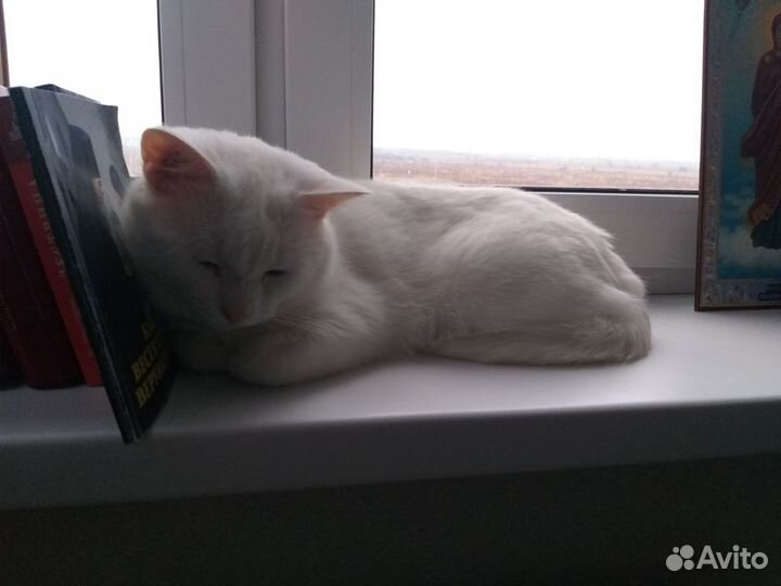 Белый кот