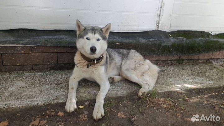 Собака Хаски в добрые руки бесплатно