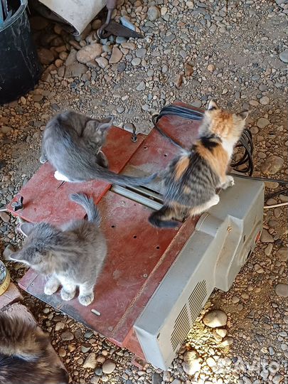 Котята в добрые руки бесплатно