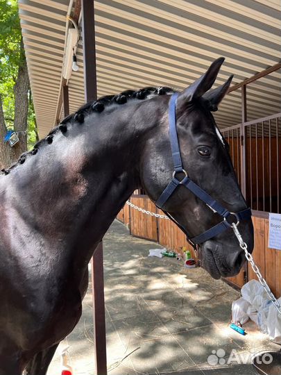 Ганноверский жеребец на случку