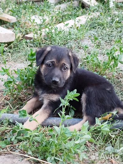 Щенки овчарки отдам бесплатно