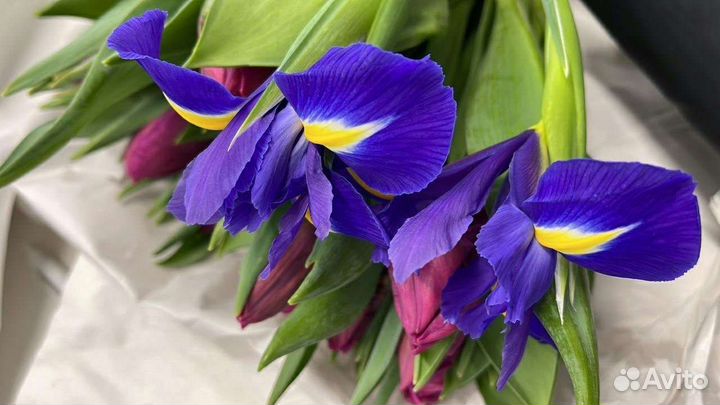 Луковицы синих ирисов