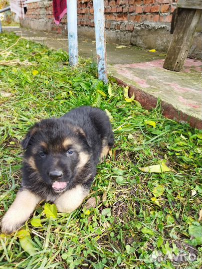 Щенки немецкой овчарки