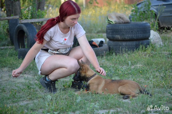 Дрессировка, воспитание, показ на выставке собак