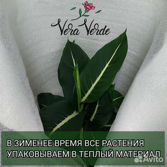 Нефролепис Доставка растений Тюмень