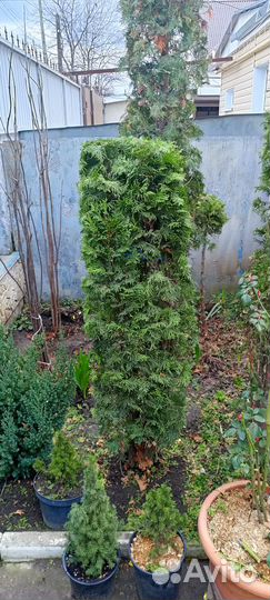 Туи смарагд, колумна