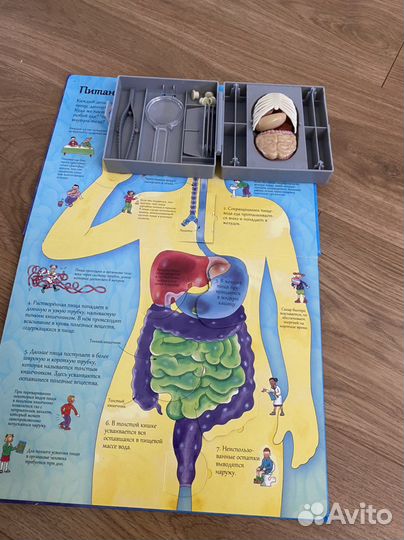 Книга с окошками для детей. Строение человека