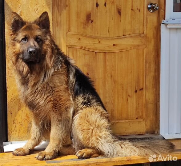 Немецкая овчарка вязка