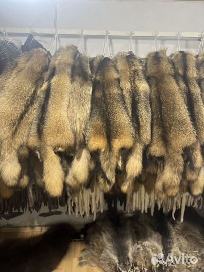 Шкуры енота