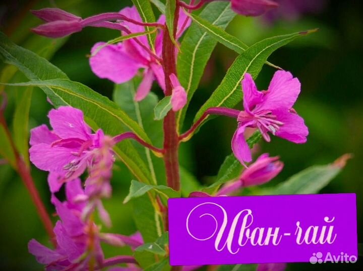 Иван-чай килограмм, кипрей, свой, лето 2023