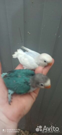 Неразлучники