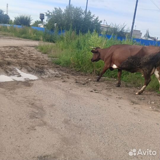 Корова высокоудойная