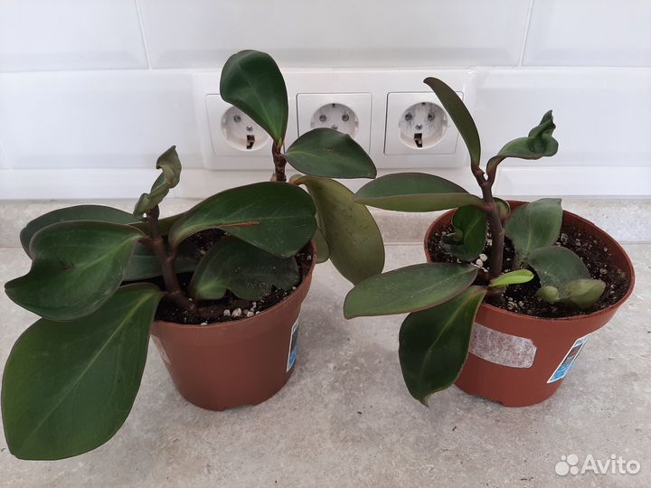 Комнатные растения