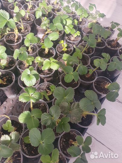 Рассада клубники